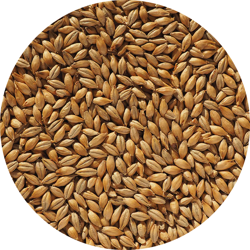 How Different Types of Malt Are Made for Beer Brewing