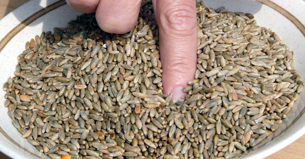 BREWING WITH RYE – Brewcraft