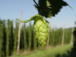 A Bitter Tale: The History of Hops in Beer