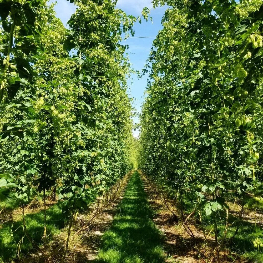 The Rising Demand for New Zealand Hops. The Story Behind Nelson Sauvin