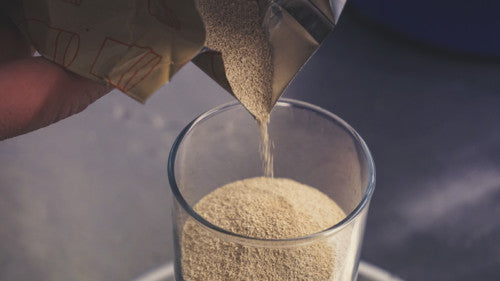 BEER YEAST IN BREWING