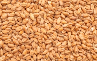 Best Wheat Malt - 1Kg