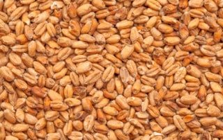 Best Wheat Malt Dark - 1Kg